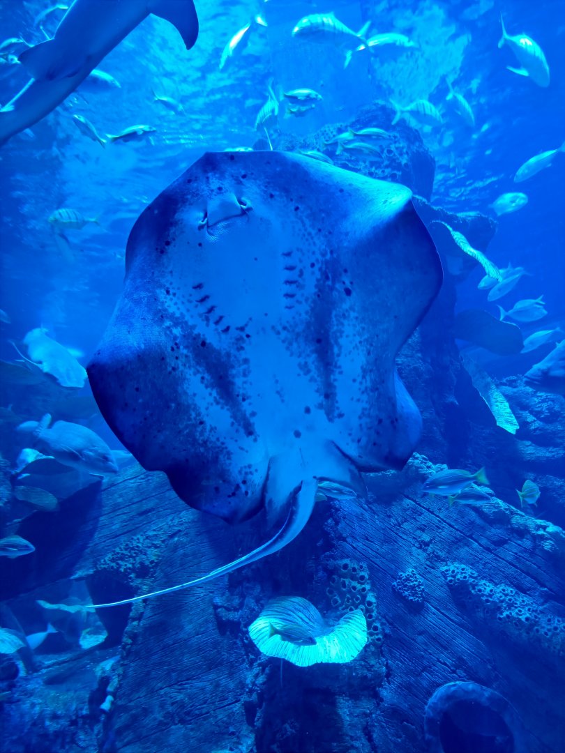 BXSea Aquarium - Mangrove Whipray (Urogymnus granulatus)
