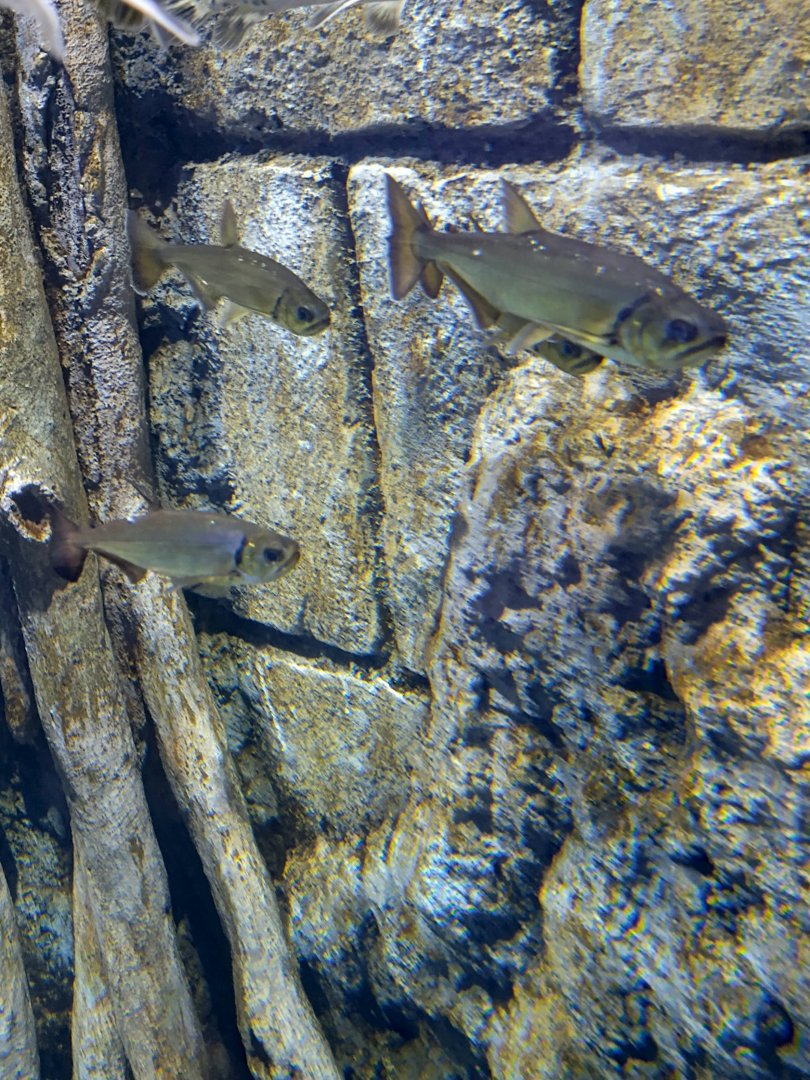 BXSea Aquarium - Payara (Hydrolycus armatus)