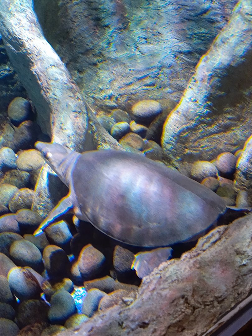 BXSea Aquarium - Pig-nosed Turtle (Carretochelys insculpta)