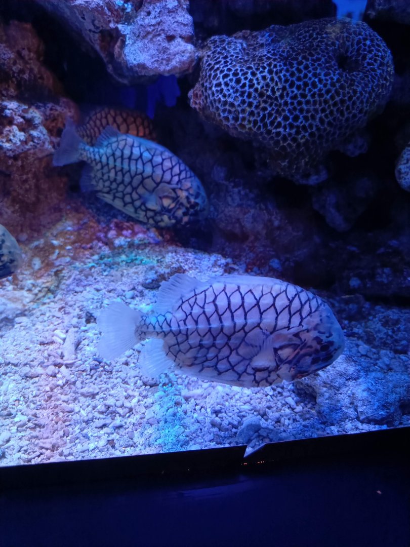 BXSea Aquarium - Pineconefish (Monocentris japonica)