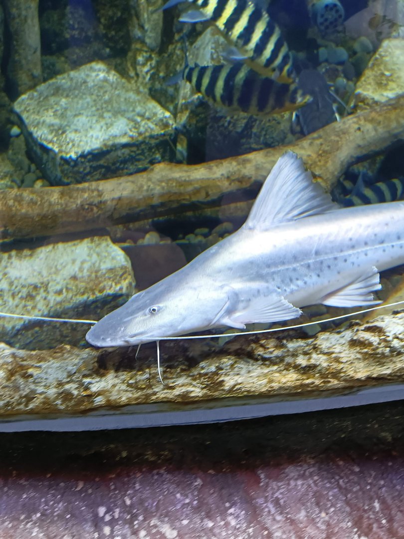 BXSea Aquarium - Piraiba Catfish (Brachyplatystoma filamentosum)