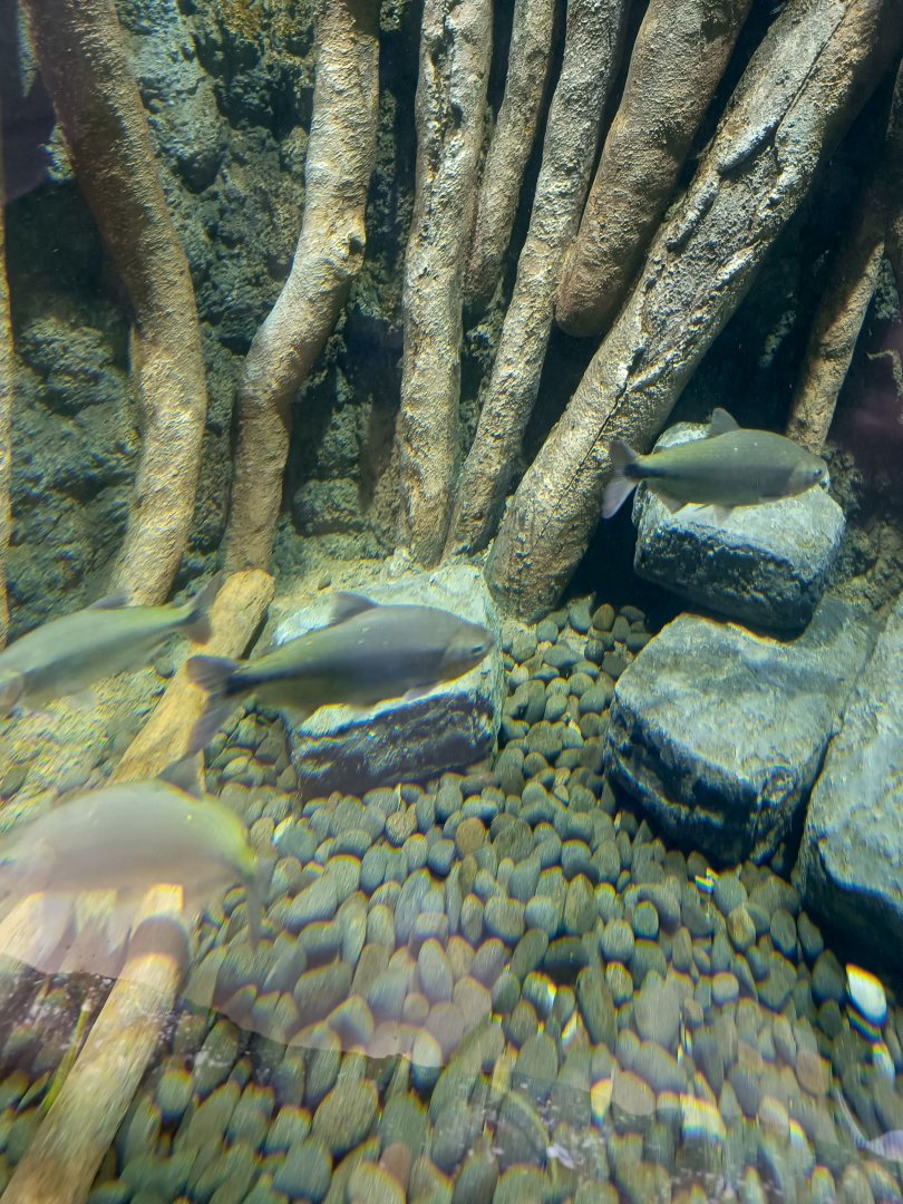 BXSea Aquarium - Piraputanga (Brycon hilarii)