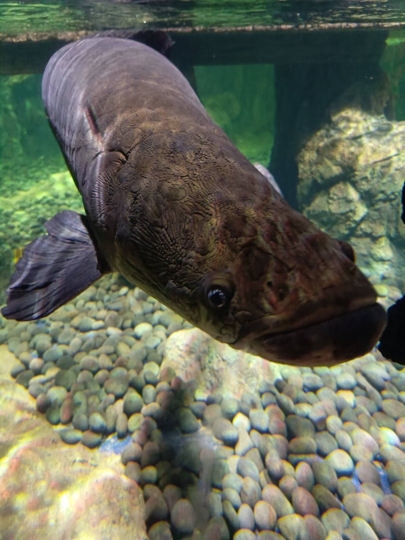 BXSea Aquarium - Pirarucu (Arapaima gigas)