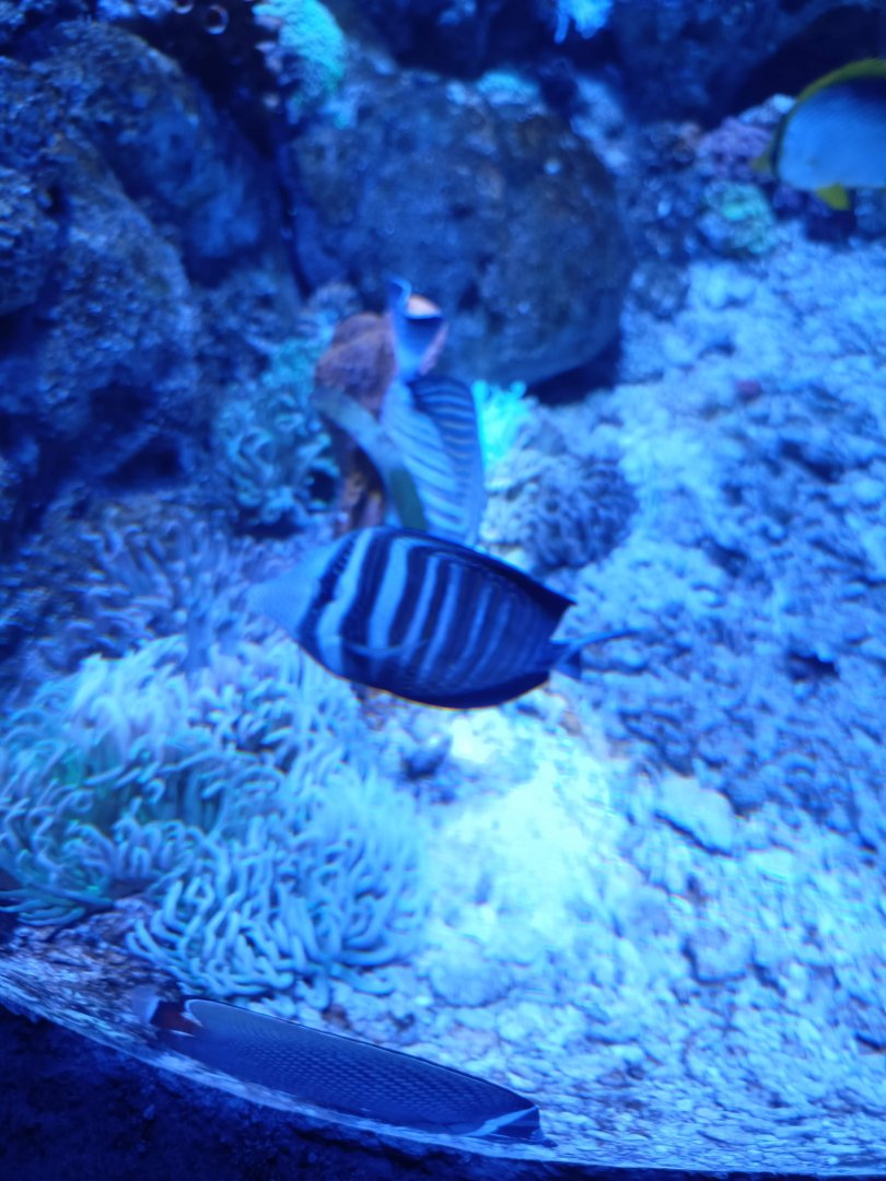 BXSea Aquarium - Red Sea Sailfin Tang (Zebrasoma desjardinii)
