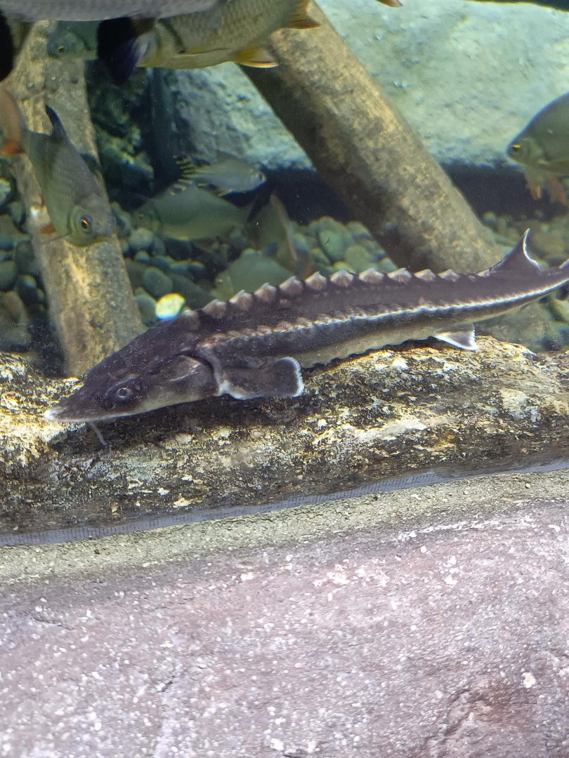 BXSea Aquarium - Russian Sturgeon (Acipenser gueldenstaedtii)