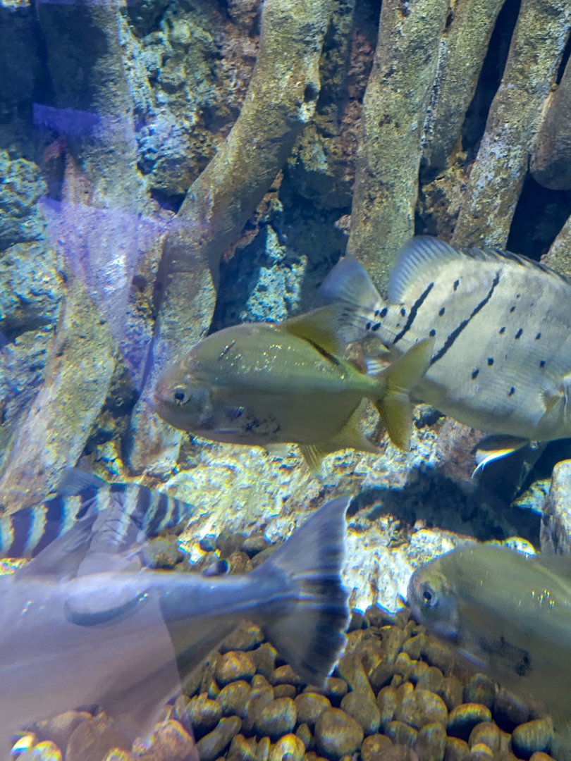 BXSea Aquarium - Sailfin Redhook Pacu (Myleus Setiger)