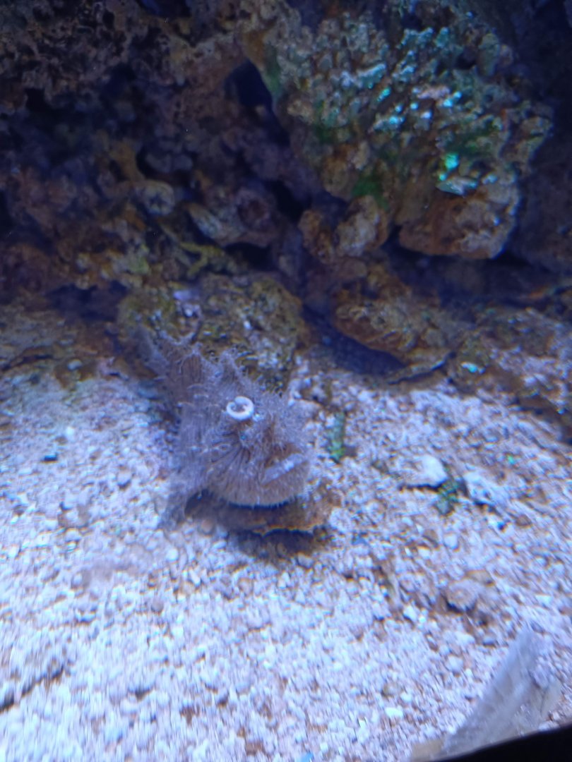 BXSea Aquarium - Striated Frogfish (Antennarius striatus)