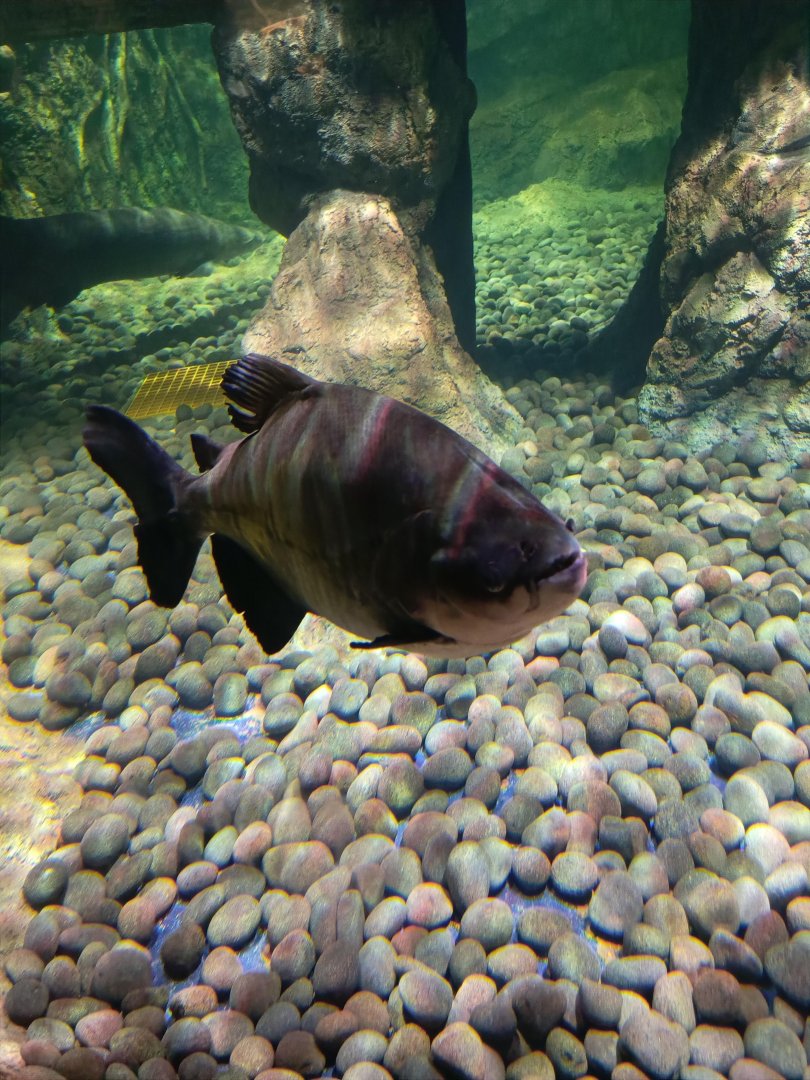 BXSea Aquarium - Tambaqui/Black Pacu (Colossoma macroponum)