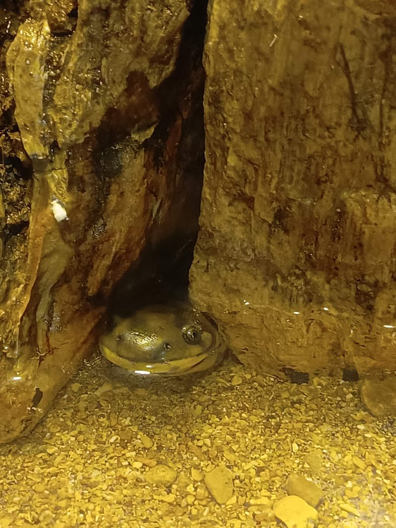 BXSea Aquarium - Tiger Salamander (Ambystoma tigrinum)