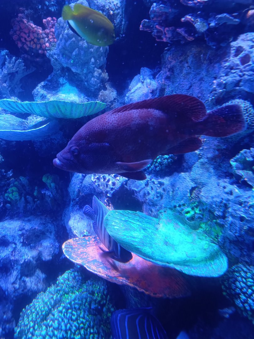 BXSea Aquarium - Tomato Hind (Cephalopholis sonnerati)