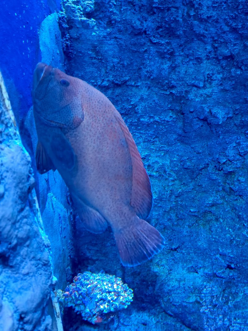 BXSea Aquarium - Tomato Hind (Cephalopholis sonnerati)
