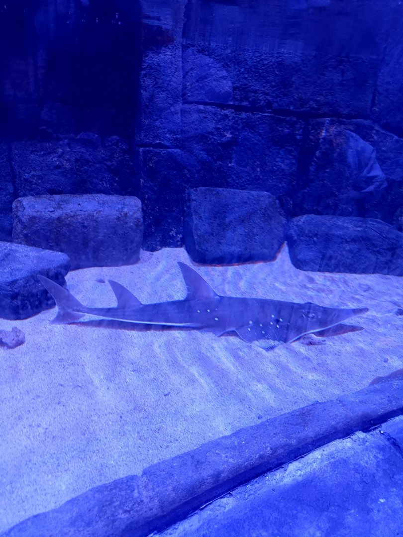 BXSea Aquarium - White-spotted Wedgefish (Rhynchobatus australiae)