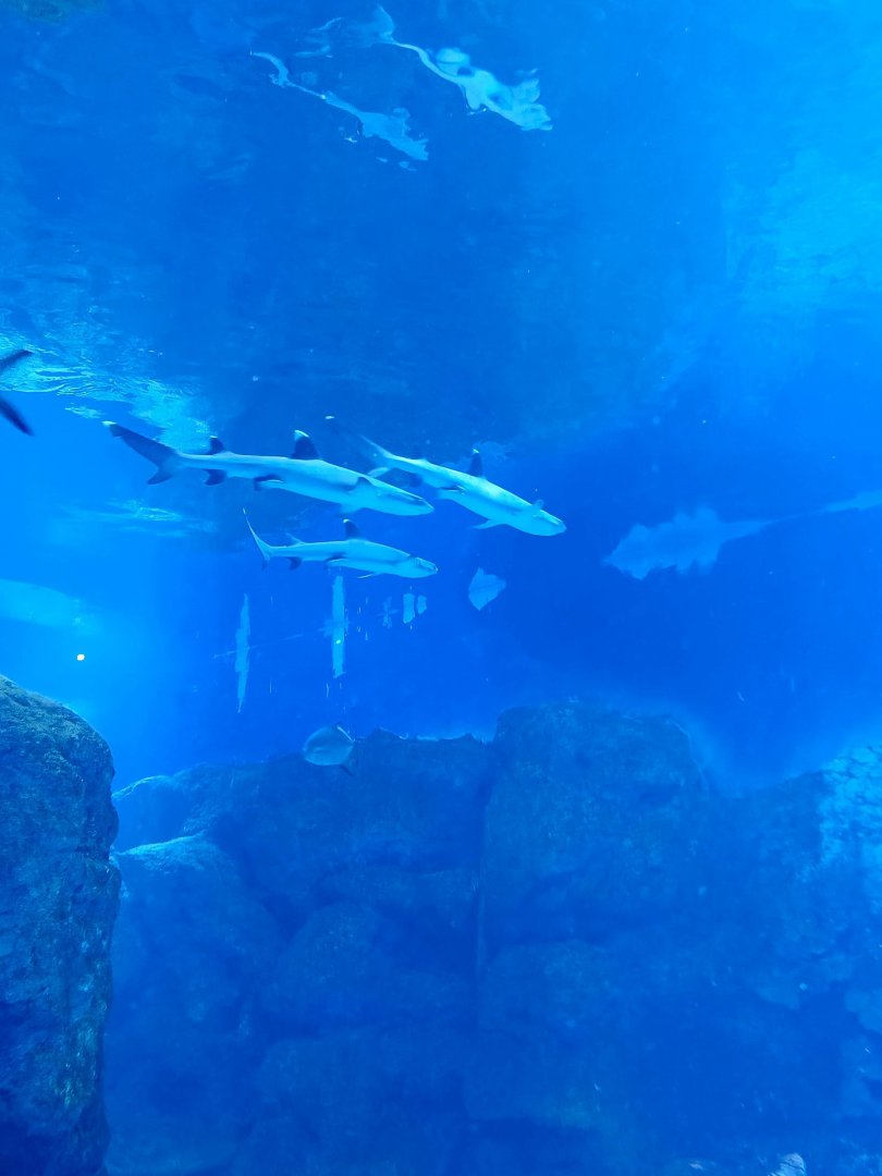 BXSea Aquarium - Whitetip Reef Shark (Triaenodon obesus)