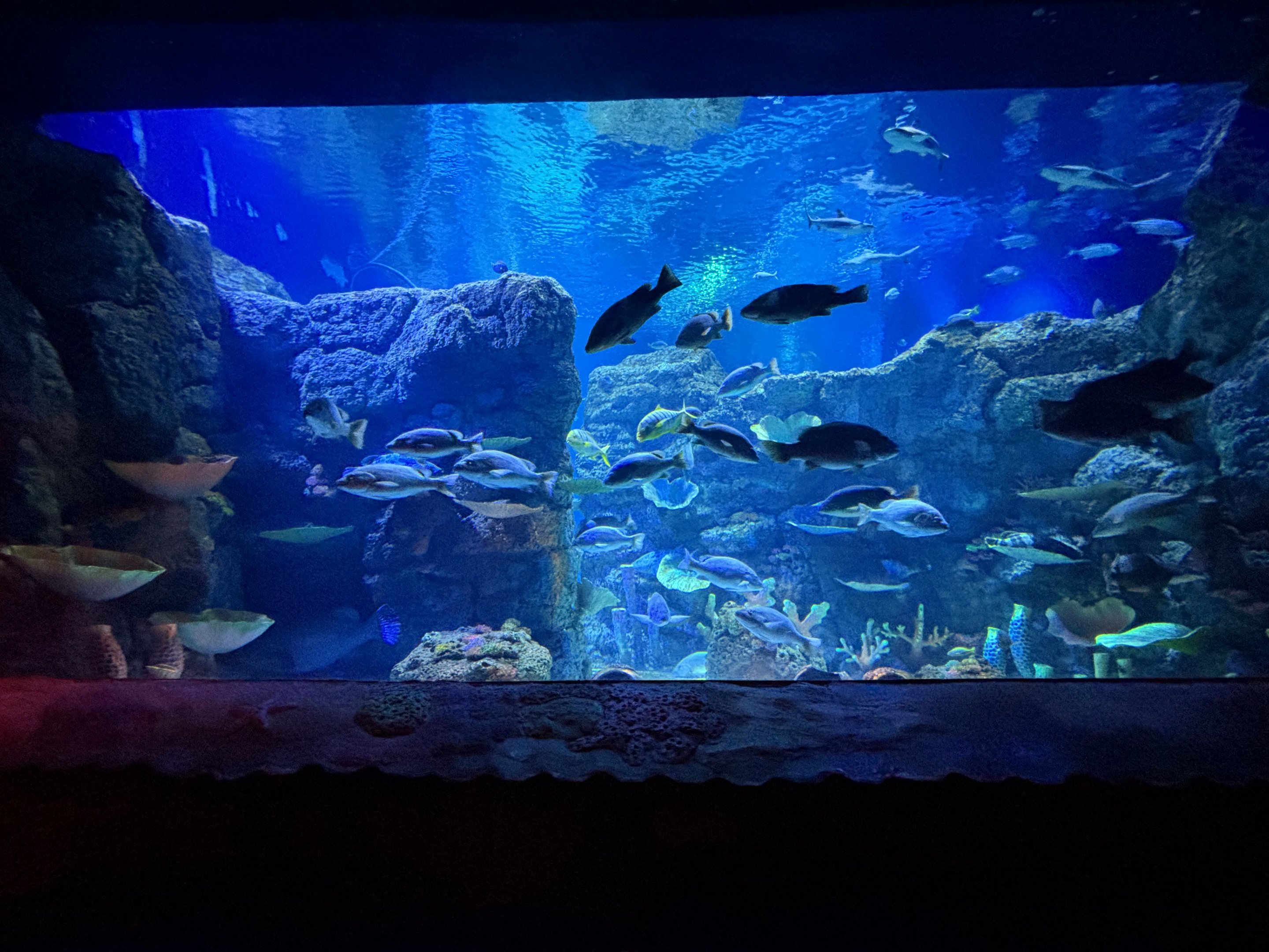 BXSea Aquarium