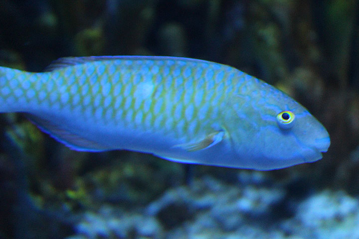 BXSea - Blue-barred parrotfish (Scarus ghobban)