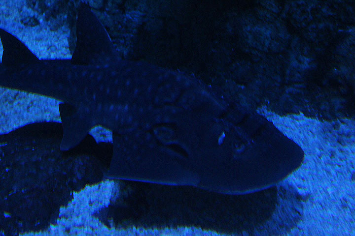 BXSea - Bowmouth guitarfish (Rhina ancylostoma)