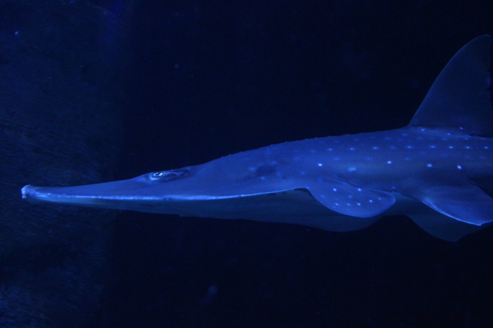 BXSea - Broadnose wedgefish (Rhynchobatus springeri)