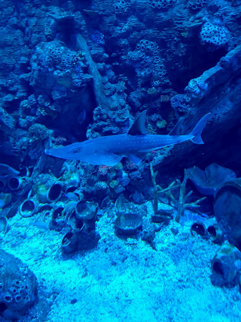 BXSea - Broadnose Wedgefish (Rhynchobatus springeri)