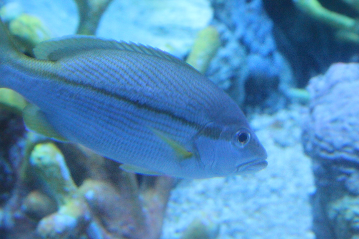 BXSea - Brownstripe snapper (Lutjanus vitta)