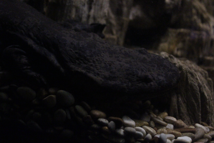 BXSea - Chinese giant salamander (Andrias davidianus)