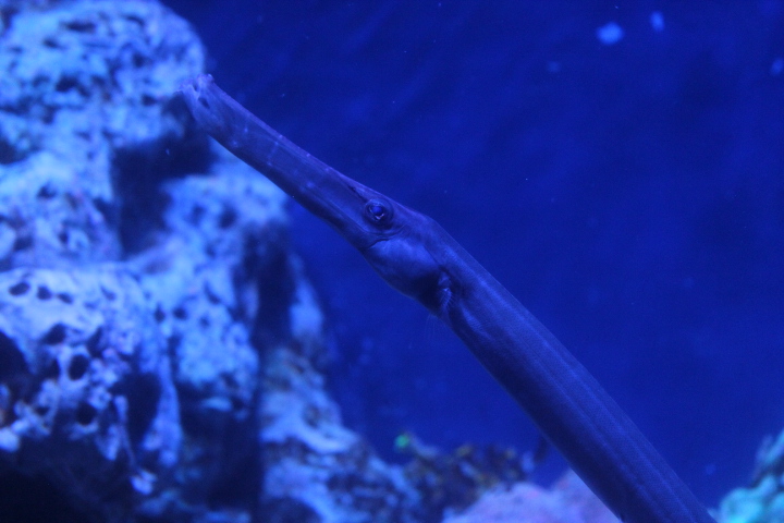 BXSea - Chinese trumpetfish (Aulostomus chinensis)