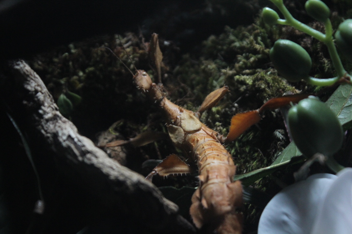 BXSea - Giant prickly stick insect (Extatosoma tiaratum)