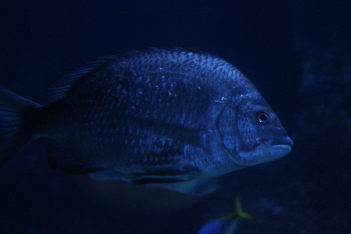 BXSea - Goldsilk seabream (Acanthopagrus berda)