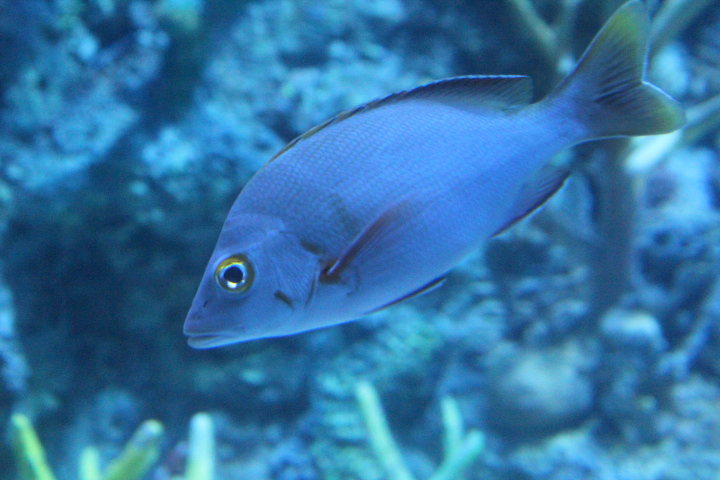 BXSea - Humpback red snapper (Lutjanus gibbus)