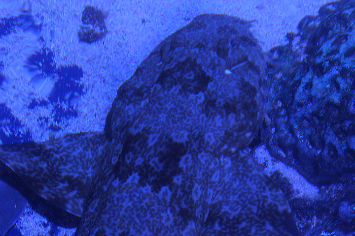 BXSea - Indonesian wobbegong (Orectolobus leptolineatus)