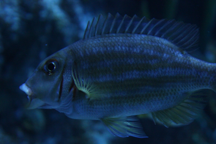 BXSea - Ornate emperor (Lethrinus ornatus)