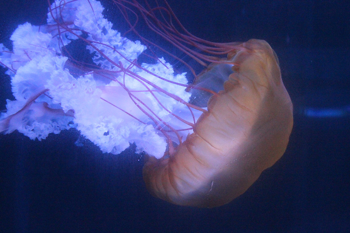 BXSea - Pacific sea nettle (Chrysaora fuscescens)