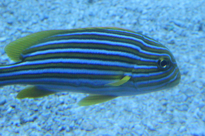 BXSea - Ribboned sweetlips (Plectorhinchus polytaenia)