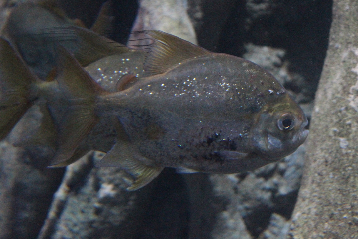 BXSea - Sailfin red hook dollar (Myleus setiger)