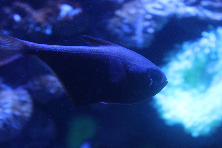 BXSea - Silver sweeper (Pempheris oualensi)