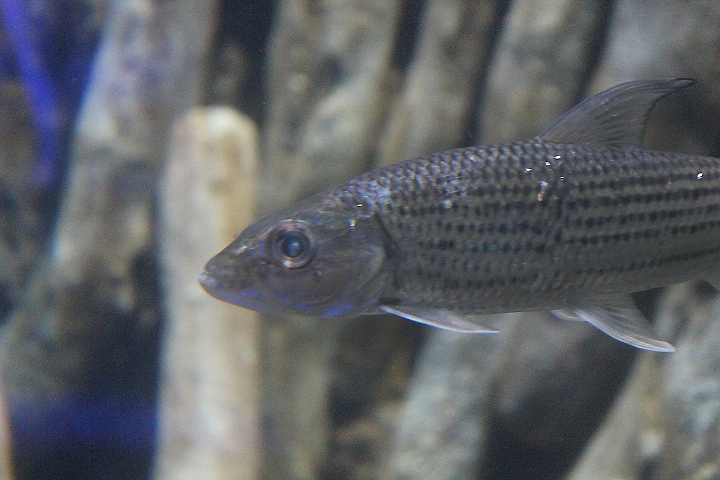 BXSea - Striped tigerfish (Hydrocynus vittatus)