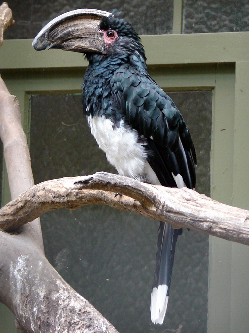 Bycanistes bucinator / Trumpeter hornbill (male)