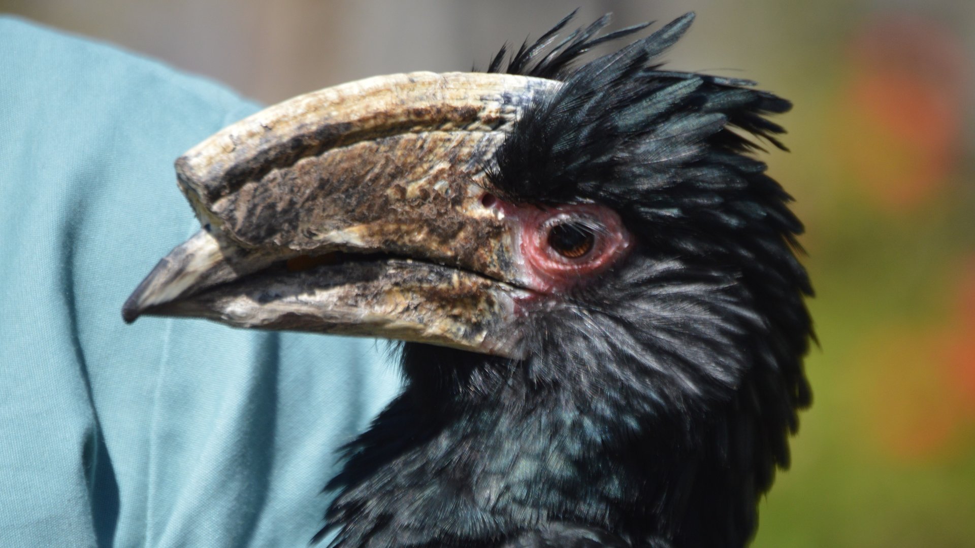 Bycanistes bucinator