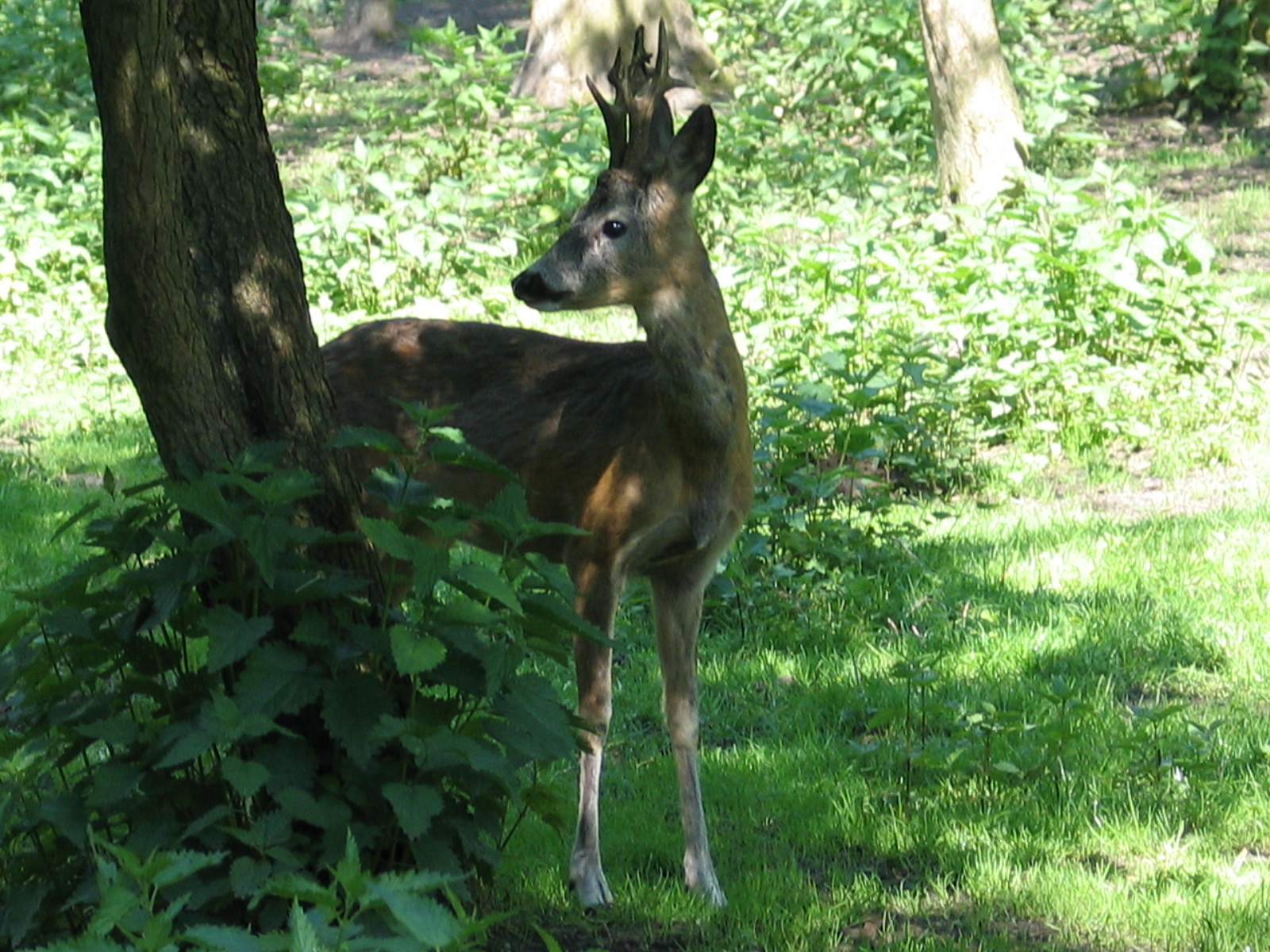 Bydgoszcz Zoo / May 2005