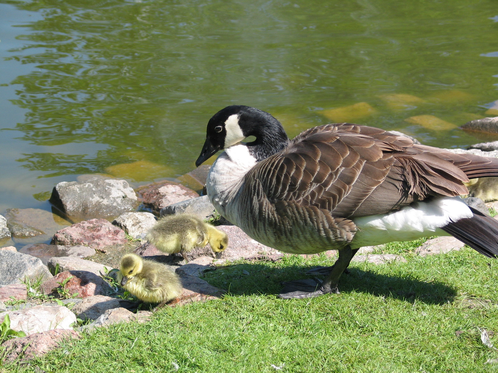 Bydgoszcz Zoo / May 2005