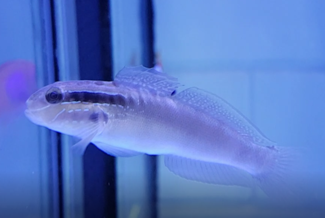 Bynoe goby - Amblygobius byoensis