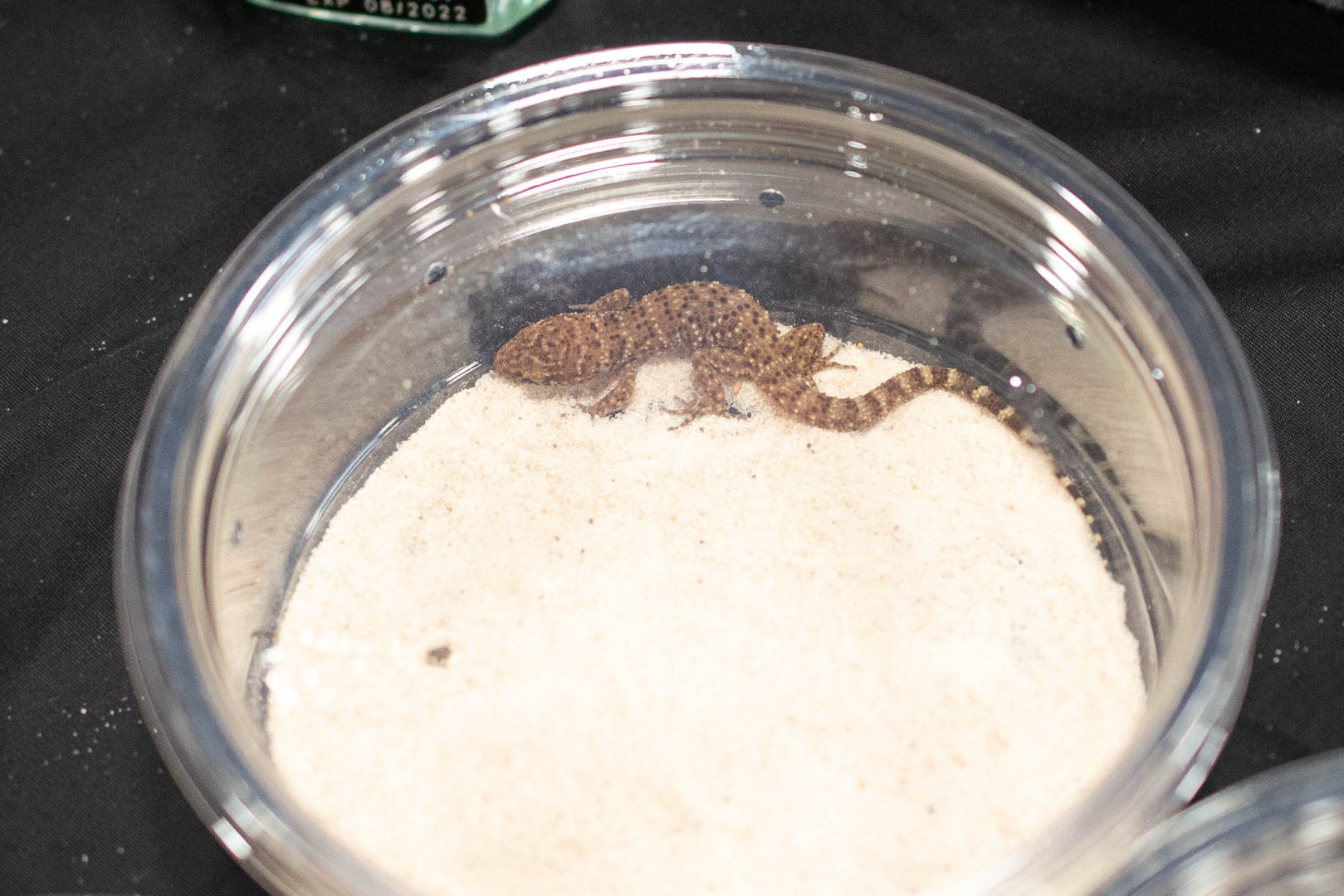 Bynoe's Gecko- Heteronotia binoei