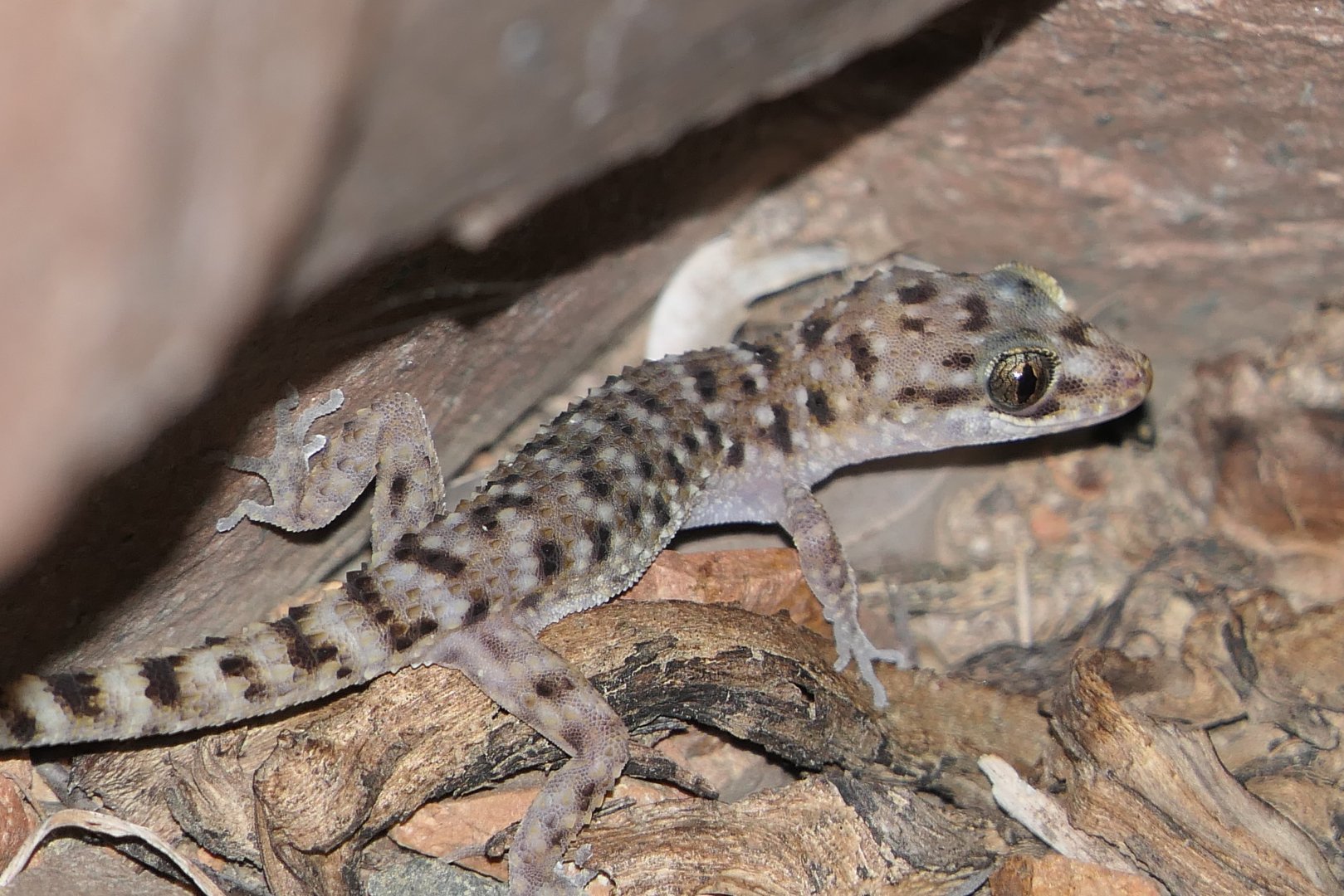 Bynoe's Gecko (Heteronotia binoei)