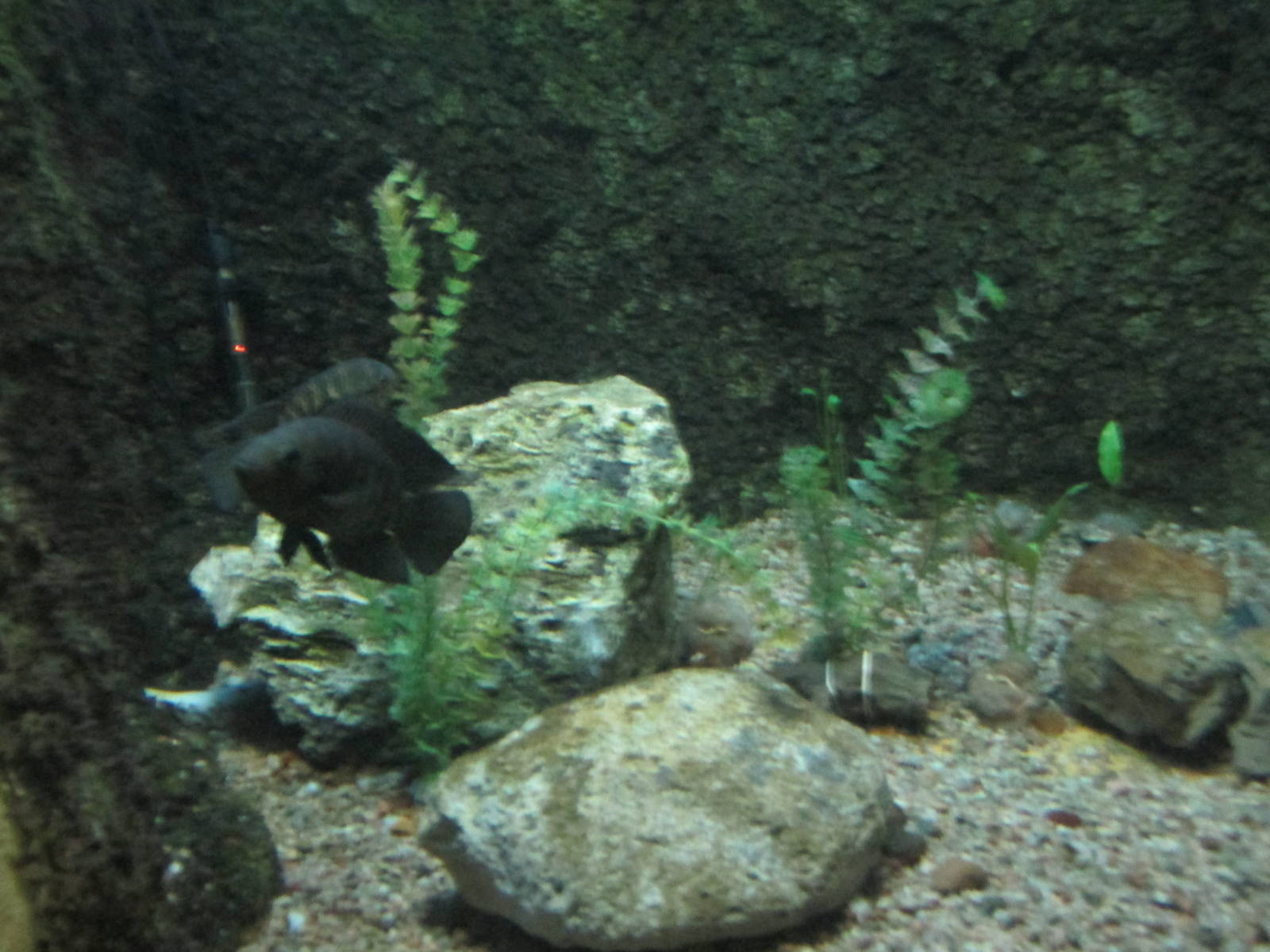 c. facetum  ciclido chancho acuario mendoza