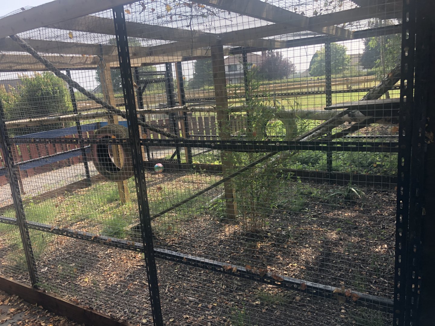 C&J’s animal park - Cape genet exhibit