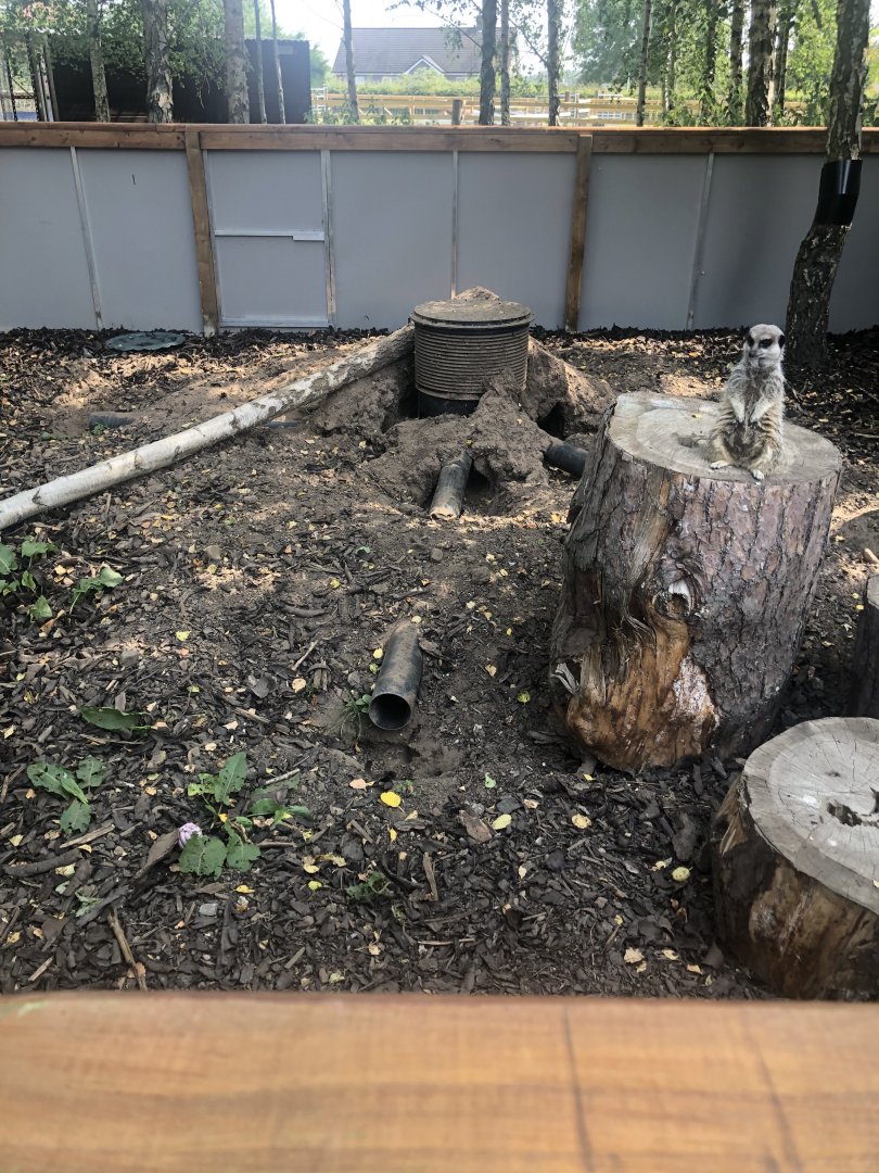 C&J’s animal park - Meerkat exhibit