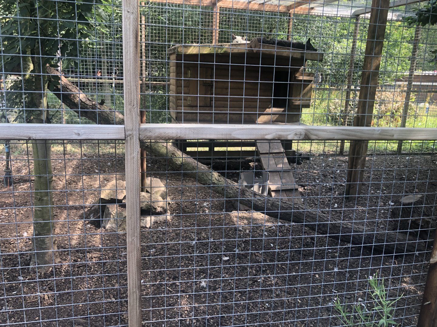 C&J’s animal park - Silver fox exhibit