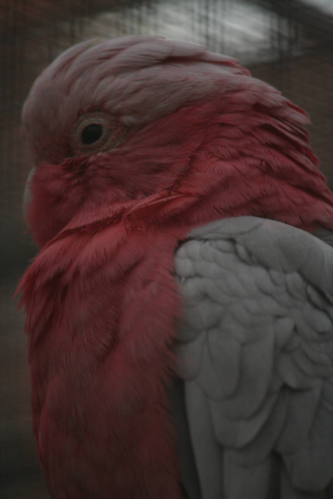 C. roseicapilla or C. leadbeateri?