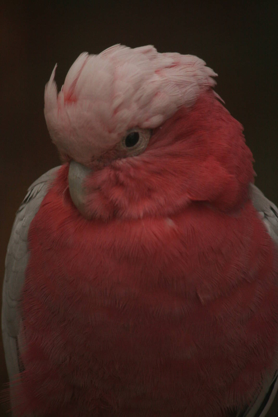 C. roseicapilla or C. leadbeateri?