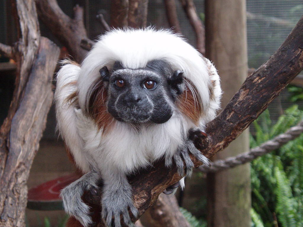 C.T. tamarin at Mogo