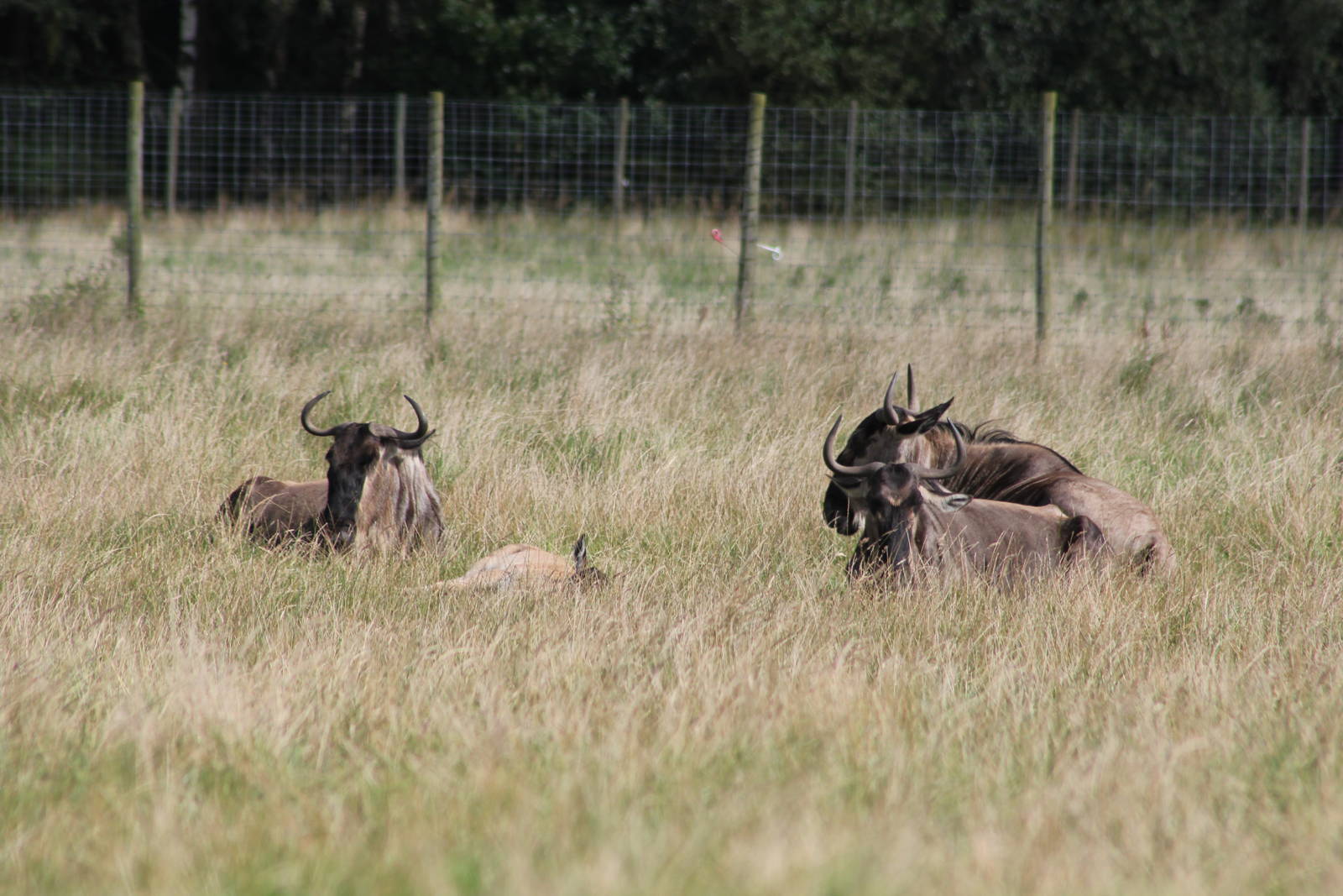C. t. taurinus or C. t. albojubatus?